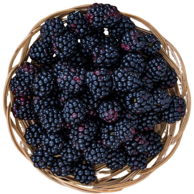 [억수로상회] 고창 산지직송 햇 토종 복분자(급냉/ 상품) 대용량, 1개, 10kg