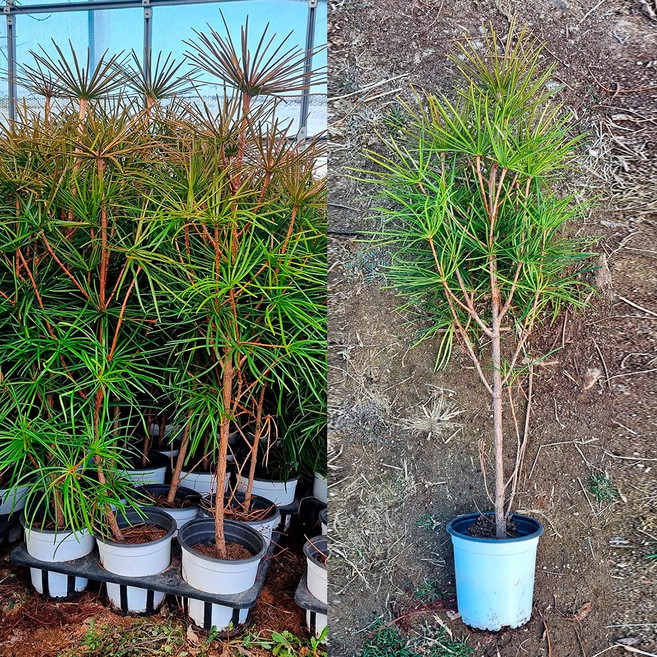 순희농장 금송 6년생 포트묘 조경용 소나무 묘목, 1개