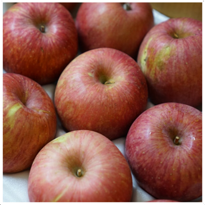 청송 꿀사과 산지직송 아삭한 고당도 부사 사과, 1박스, 10.사과 가정용 10kg 대과(26-29과내외)