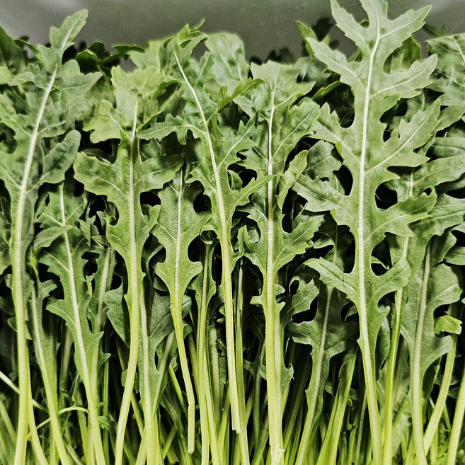 멋진농부 와일드루꼴라, 1개, 1kg