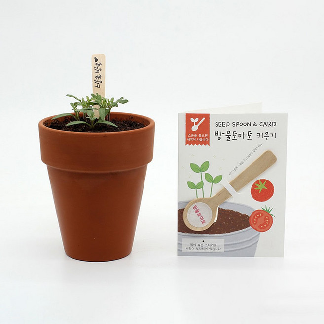 씨드스푼 방울토마토 카드 편지지 식물 키우기 어린이집 씨앗 심기 씨드볼