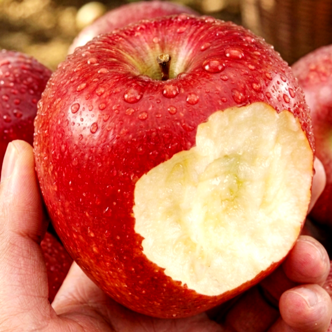 [반짝특가] 고당도 청송 부사 사과, 1박스, 5kg