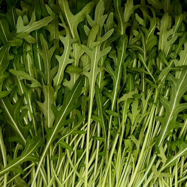 GAP | 직접생산 하랑하제 와일드 루꼴라 샐러드 산지직송 당일발송, 1개, 1kg