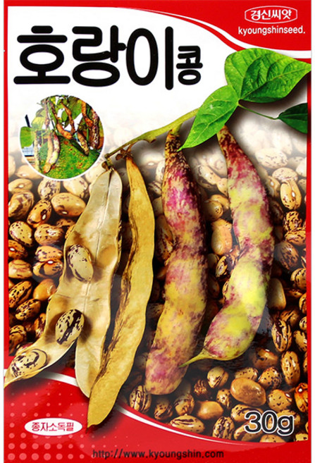 세인화분 국산 호랑이콩 30g - 호피 강낭콩 콩 씨 씨앗 콩씨앗 콩씨 밥콩, 1개