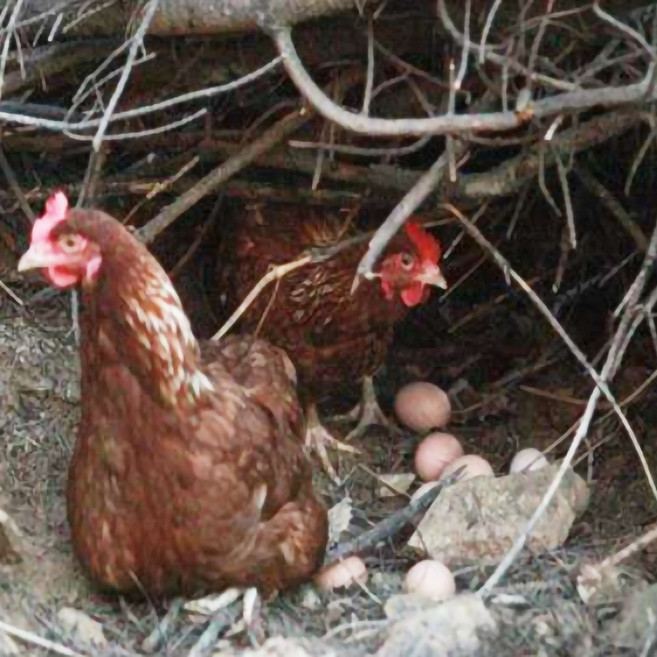 산림농원 난각번호1번 계란 유정란 자연방사 방목 무항생제 친환경 달걀, 1개, 20구