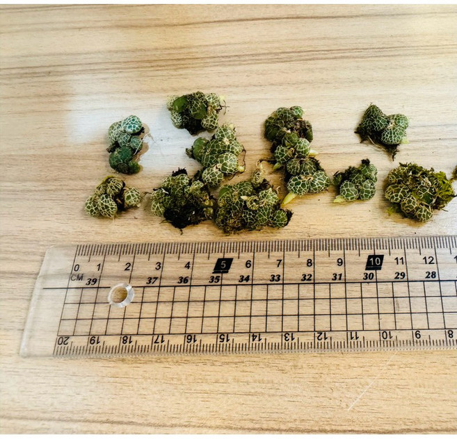 水苔球 蘭花根系 專用 水培植物 營養 附著 介質, 5個