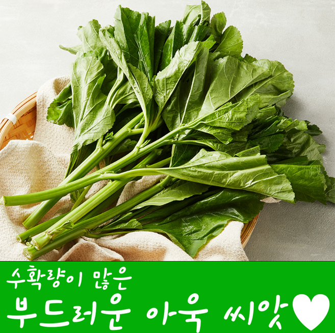 [농대나온남자] 치마아욱 씨앗 20g + 나비끈끈이트랩, 1개