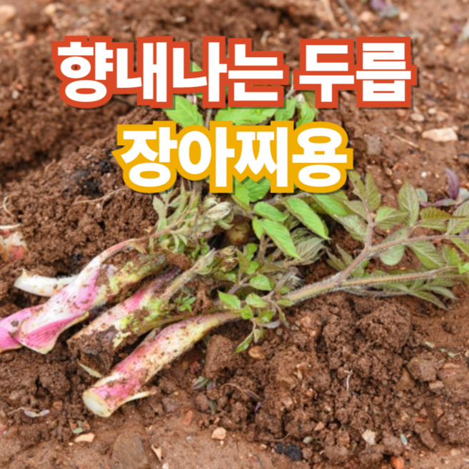 국산 두릅 해풍맞은 남해 땅두릅 장아찌용, 1개, 500g