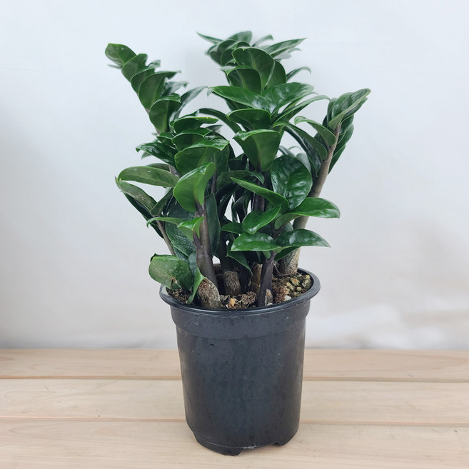 보석금전수소품 27cm 포트12cm 돈들어오는금전수 곰플라워, 1개, 그린