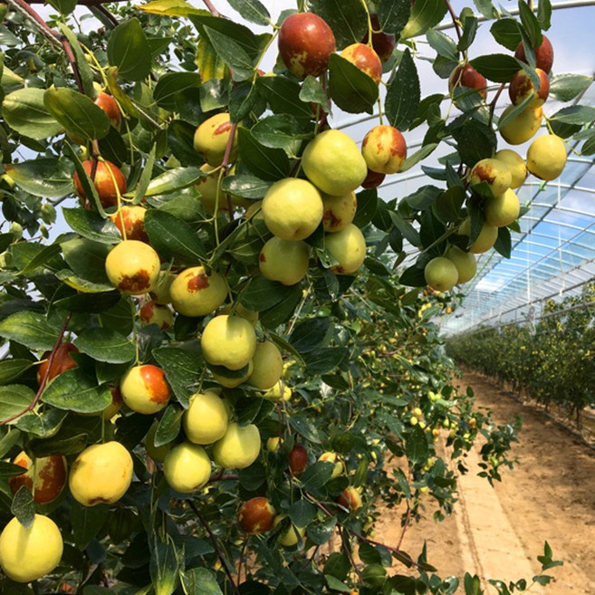 왕이든 사과대추 1kg, 1박스, 1kg (대 30~35mm)