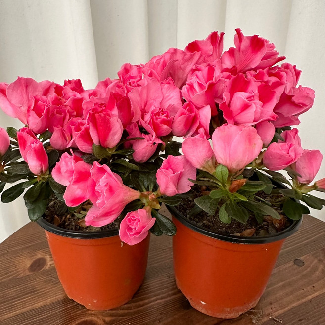 철쭉 블레이즈 아젤리아 선녀불꽃 1+1 온정원 꽃화분 봄꽃 공기정화식물, 1개