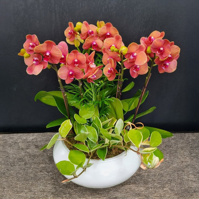 꽃썸플라워 서양란 양란 [서울.수도권만 가능 당일배송] 승진 진급 영전 개업 개원 축하난 오렌지색(대), 1개