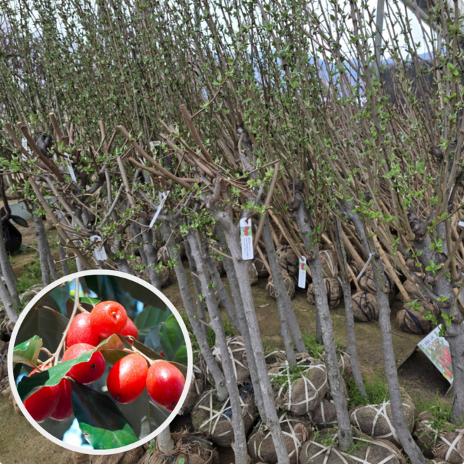 왕 보리수나무 5년생 결실주 보리뚝 에버그린농원, 1개, 왕보리수5년생
