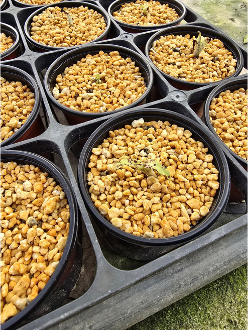 북방나비난 노지월동 봄꽃 모종 난초 정원 희귀 식물