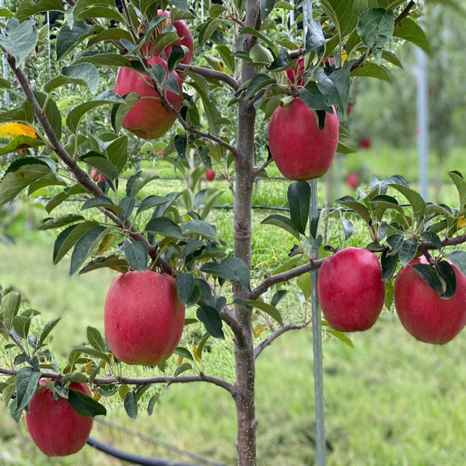 [재구매1위] 경북 산지직송 정품 부사 사과 소과 중대과, 1박스, 중대과5kg