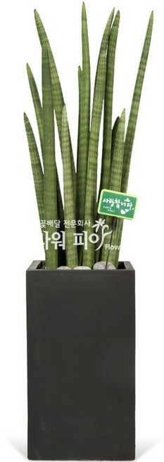 플라워피아 대형화분 개업화분 축하화분 승진 이사선물 공기정화식물 꽃배달서비스, 03.스투키, 1개