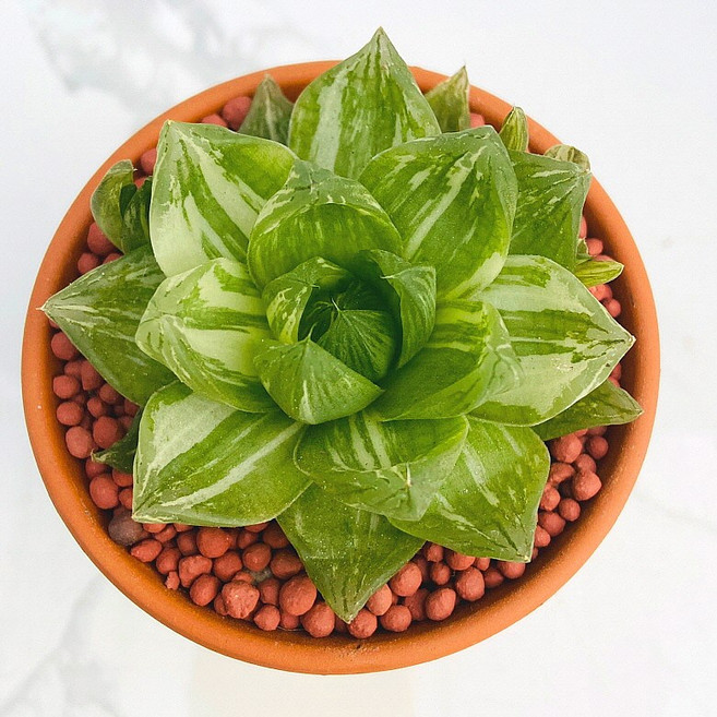 산아래 다육이 하월시아금 선인장 희귀식물 카페장식 화분 식물 선물 꽃 공기정화 리톱스 다육, 1개