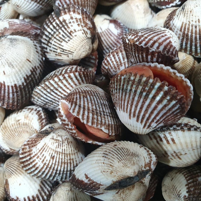 국산 전남 벌교 신선한 새꼬막 Kam, 1개, 중 105미 내외 1kg