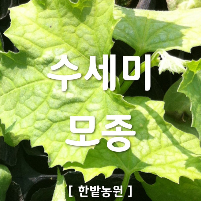 채소 모종 ~ 각종 묘종. 베란다 텃밭 세트 공기정화식물 허브 씨앗 채소모종 ~, H076 수세미 모종 1개