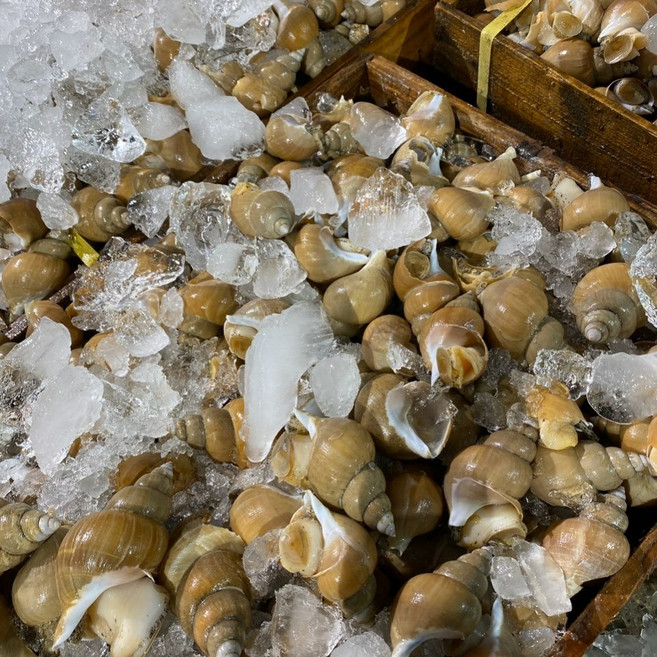 [선주직송] 당일조업 산소포장 포항 자연산 생물 백고동 백골뱅이 특대 대 중 소, 1개, 백고동 1kg(40미내외)