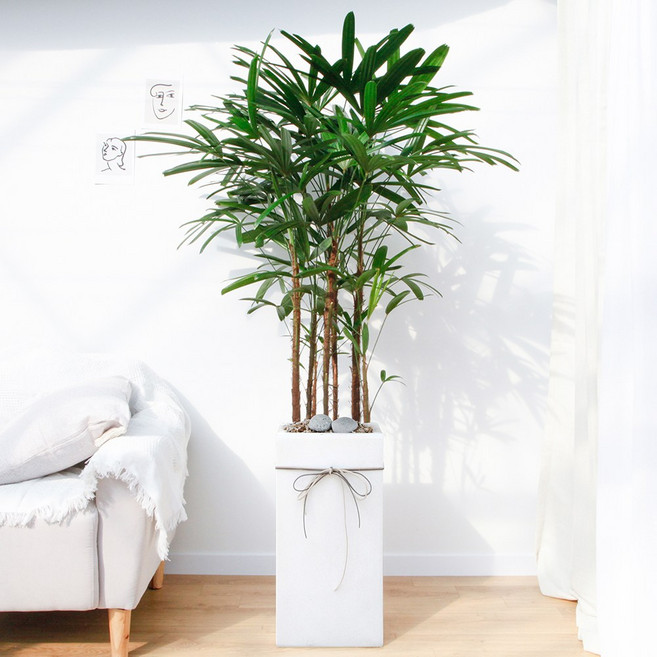 드셀플라워 금전수 돈나무 개업 화분 집들이 선물 승진 사무실 이전 병원 개원 식당 개업식 축하 화분 배달 당일배송 특대형 화이트 사각 시멘트, 1개, 12.특대형_관음죽 화이트 사각 시멘트