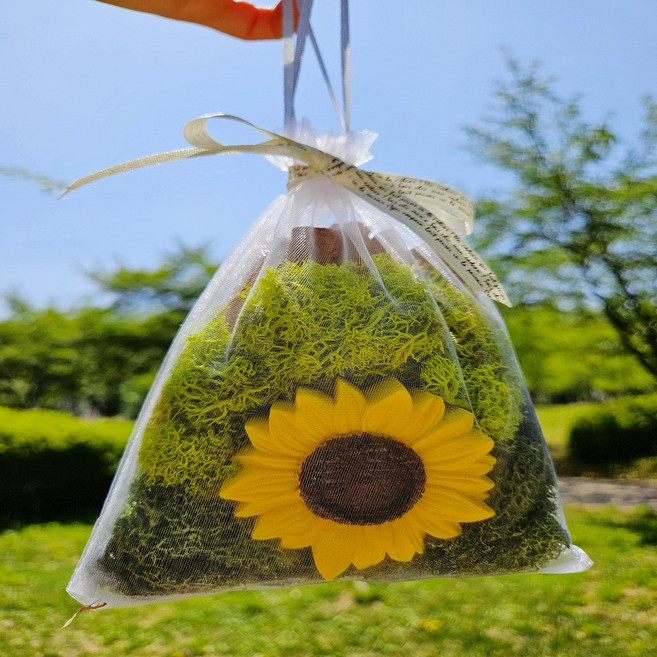 시나몬스틱 천연 날파리 퇴치 벌레가 싫어하는 계피 데이지 해바라기 석고방향제