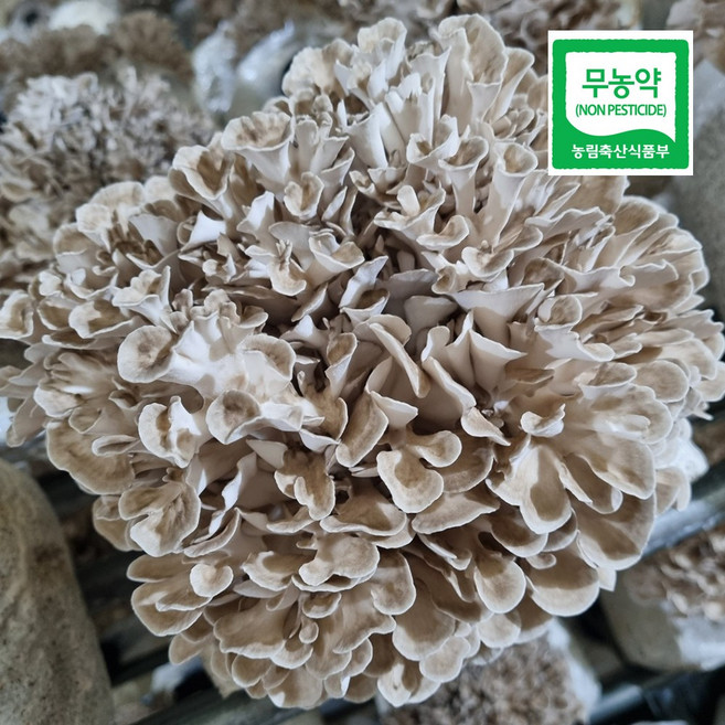 친환경 무농약 잎새버섯 항암버섯 산지직송, 1개, 500g