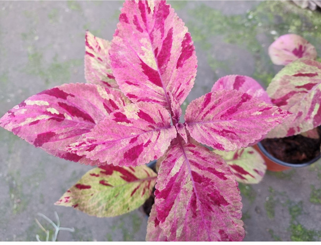 (떡잎상가) 칼라예쁨 콜레우스 8900원, 1개