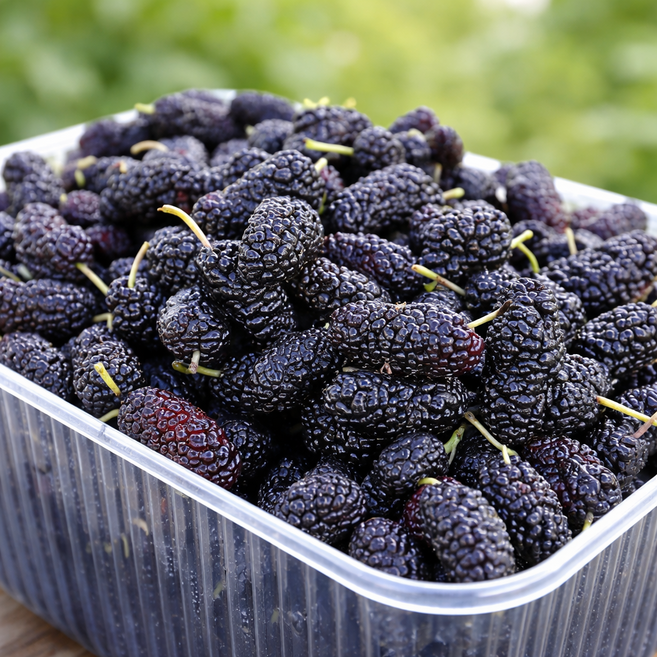 산지직송 국내산 프리미엄 냉동오디 특상품 과상2호, 1박스, 1kg