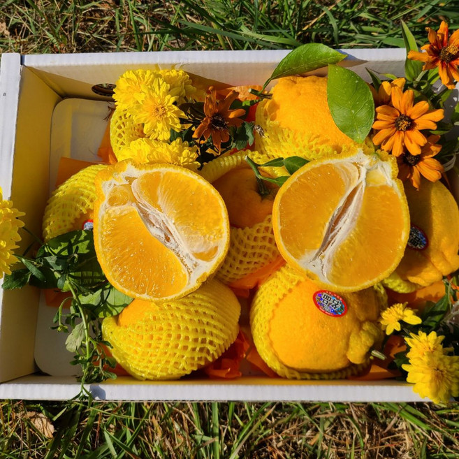 [설선물세트 한정 특가] 제주 한라봉 당도 보장 명품 프리미엄 선물/선물가방/보자기포장 제주직송, 1박스, [선물가방포함]5kg한라봉선물용 중대 19-25과