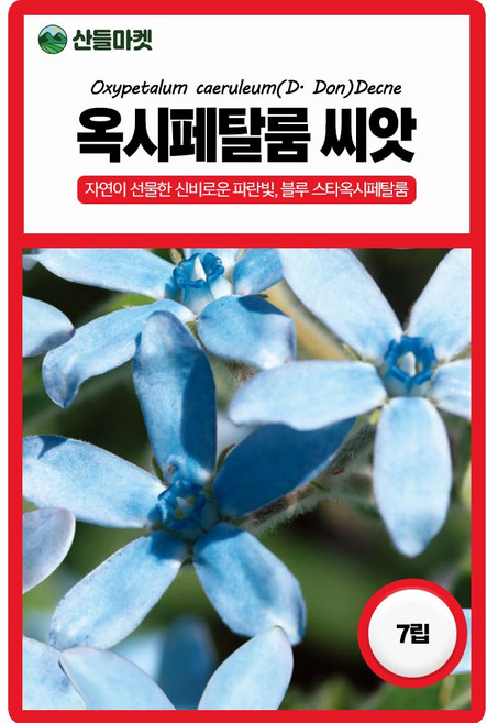 산들마켓 옥시페탈룸 꽃씨앗 7립 푸른 별모양 일년생 꽃씨 종자, 5개