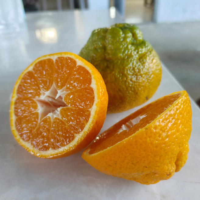 [오늘특가]100박스 한정 고당도 제주 한라봉, 1개, 2kg