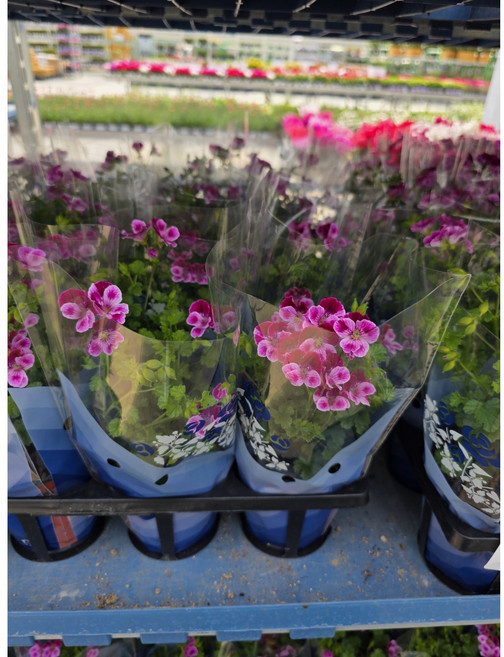 1+1 2개발송 엔젤아이스 핑크 랜디 제라늄 소품 에이피플랜츠, 1개, 기본