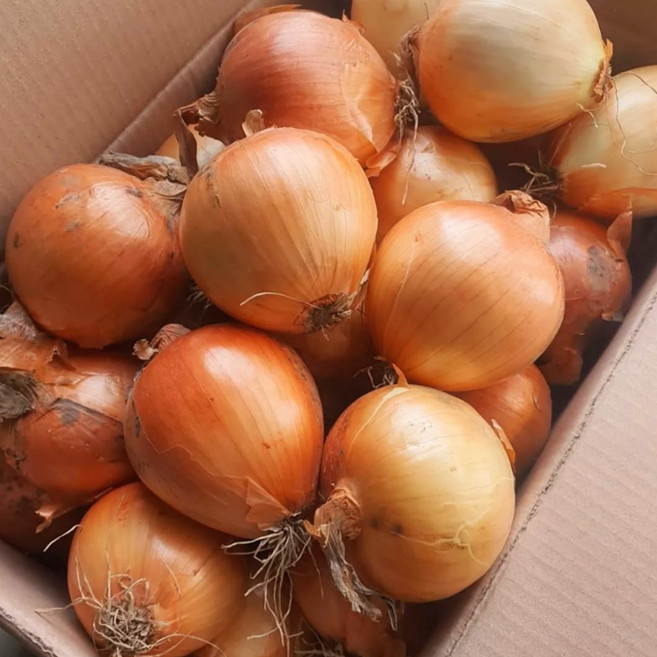 이모뜰 국내산 양파 무안 양파, 1개, 10kg (중)