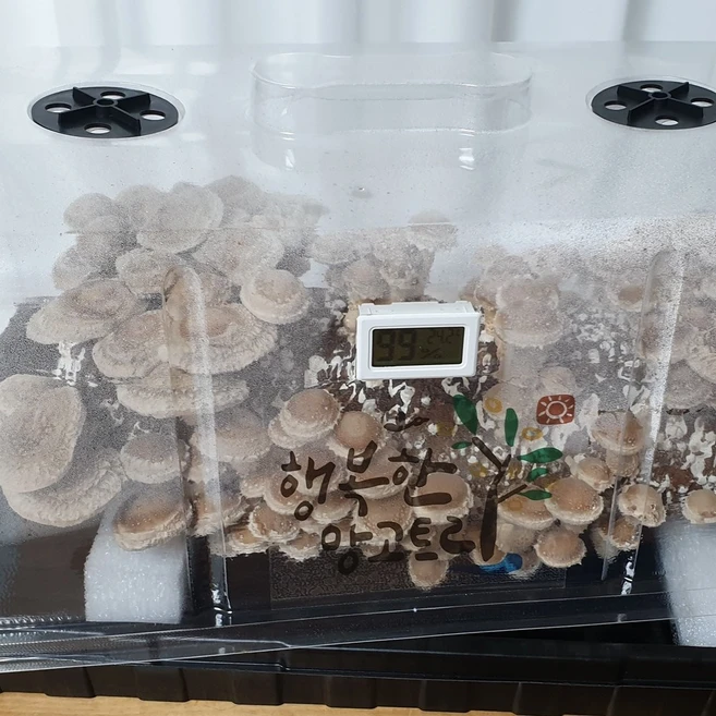 집에서 표고 버섯 키우기 향표고 노루궁뎅이 목이, 재배기+표고버섯배지(1개), 1개, 재배기+표고버섯배지 - 쿠팡