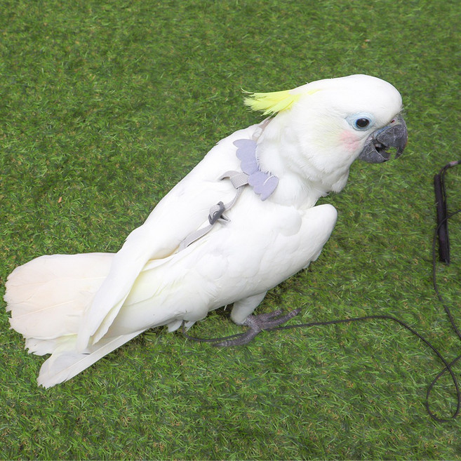 신축성 날개 하네스 리드줄 (퍼플)