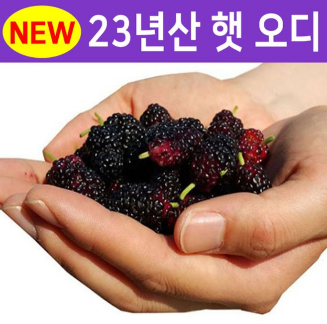 2023년 햇 오디 5kg 과상 오디 100% 세척, 없음, 1개
