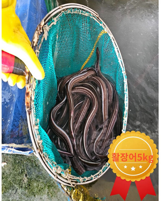 보양식 벌떡 바다장어 특대 소스 손질바다장어 구이용, 활장어특대5kg(10~15미), 1개