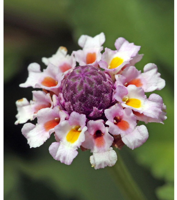 필라노디플로라-겹물망초 8cm포트 5개 재출시 노지월동 다년초 잡초억제식물 약용식물 지피식물 [케이야생화], 1개