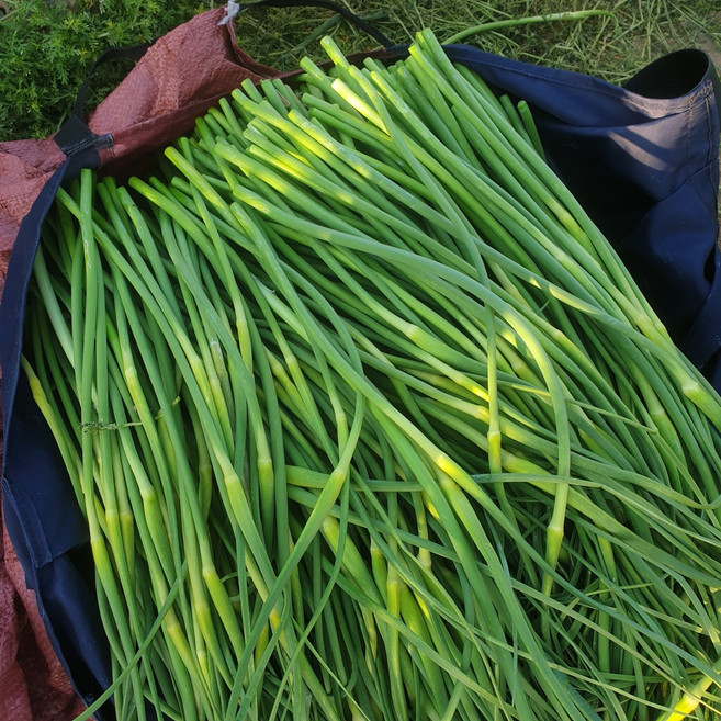 [띠앗농장] 제주 햇 마늘쫑, 1개, 1kg