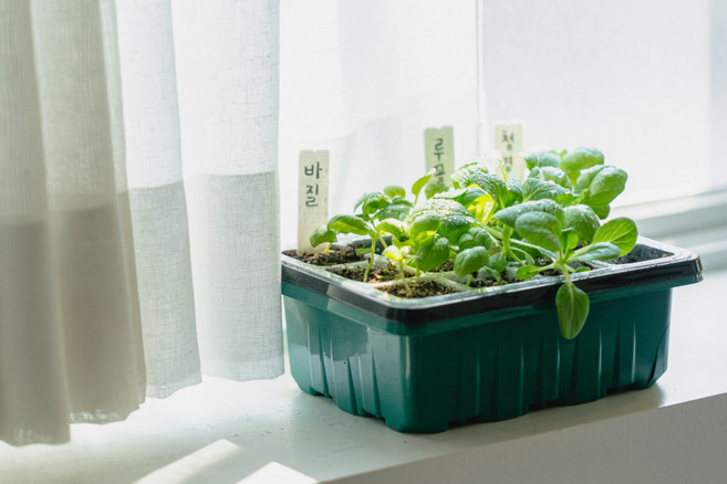 씨앗모종 키트 실내텃밭 플랜트박스 세트, 그린 방울토마토