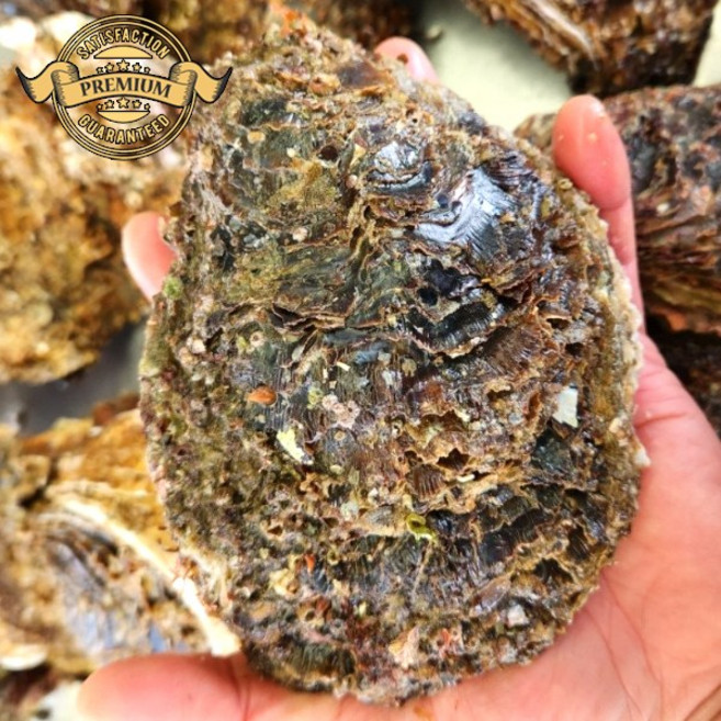 [프리미엄 실패없는 자연산 바위굴] 통영 해녀가 잡은 자연산 바위굴 대왕 바위굴 벚굴 세척 대왕바위굴 배송, 1박스, 로얄 자연산 바위굴 10kg