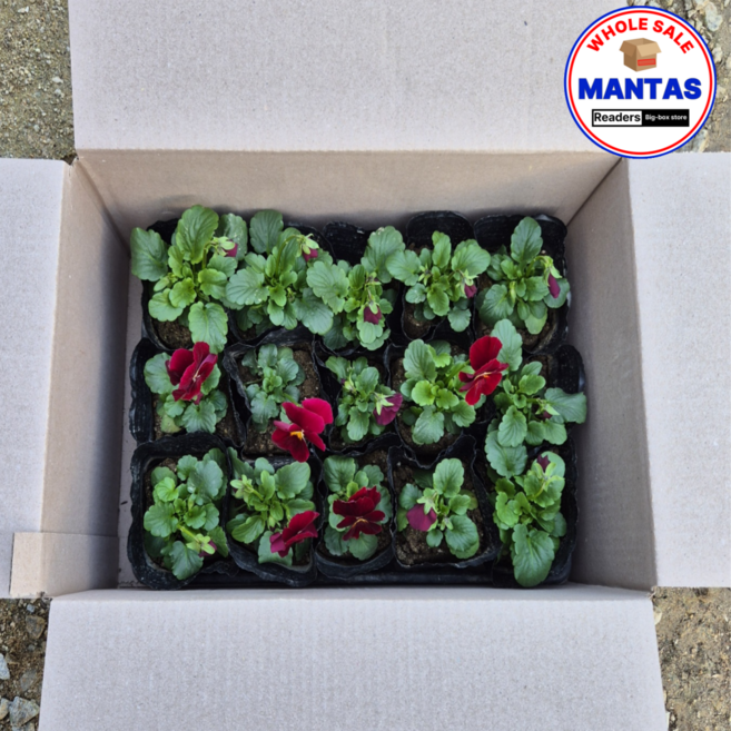 팬지 빨강 15개세트 추위에강한꽃모종 겨울팬지, 1개