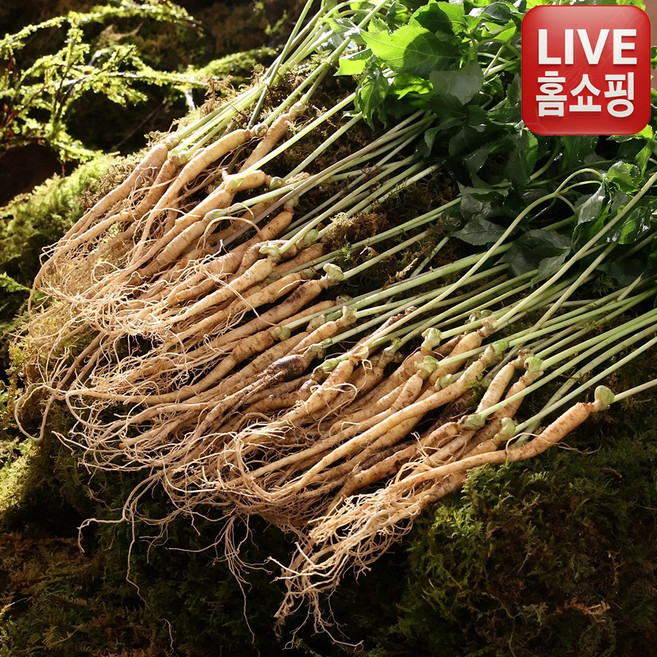 [TV홈쇼핑 BEST인기상품]청삼애 3년근 프리미엄 새싹삼 명품 대왕 무농약인증 산지직송 1차세척 이끼포장 신섬함유지, 1박스, 50개입