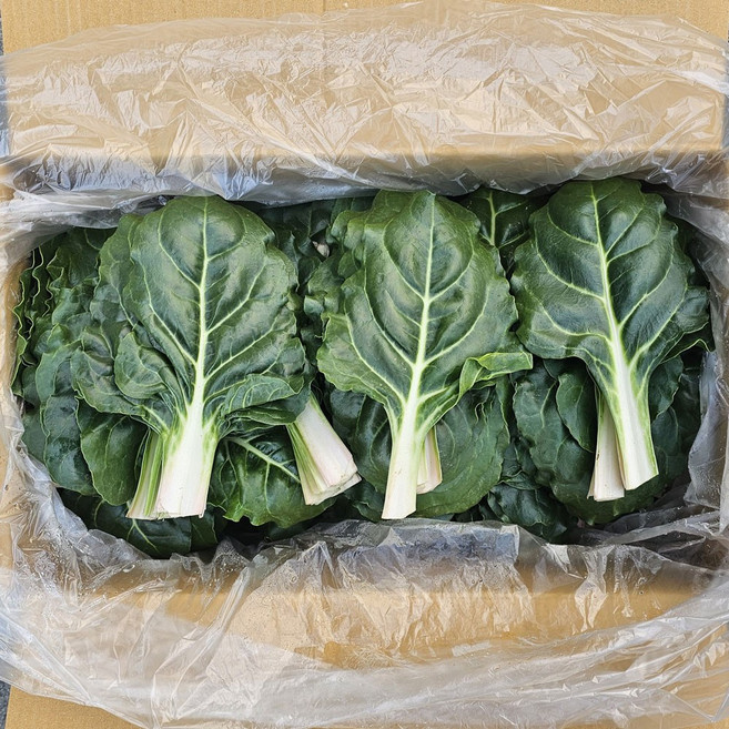국내산 근대 4kg 쌈채소 샐러드 야채, 1개