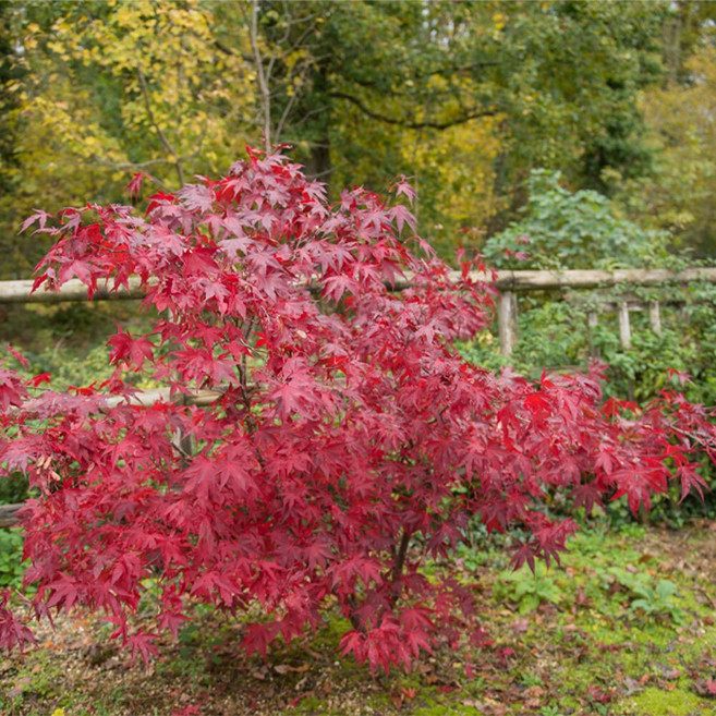 상상정원 사계홍단풍나무 (블러드굿) 단풍나무 묘목 - 접목묘, 1개, H1.0