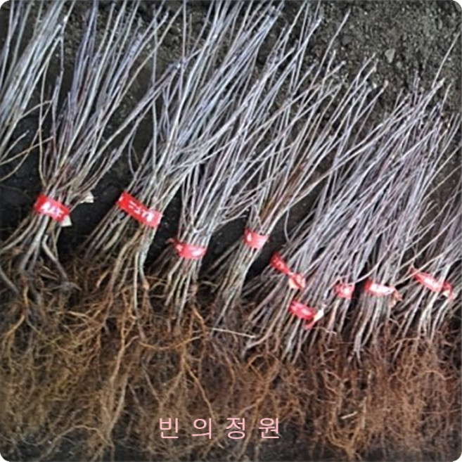 마가목/sorbus commixta/묘목/갈잎큰키나무/정원수/화목류/털이묘/포트묘/3주1세트/약용식물, 1세트, 마가목뿌리묘3주
