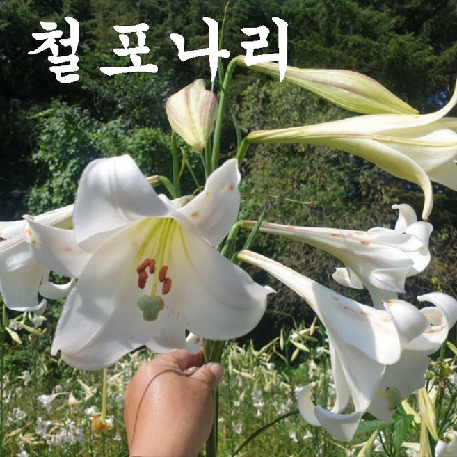 철포나리구근/철포백합 /중사이즈 / 10구(1셑) 판매 /평창게으른농부, 1개
