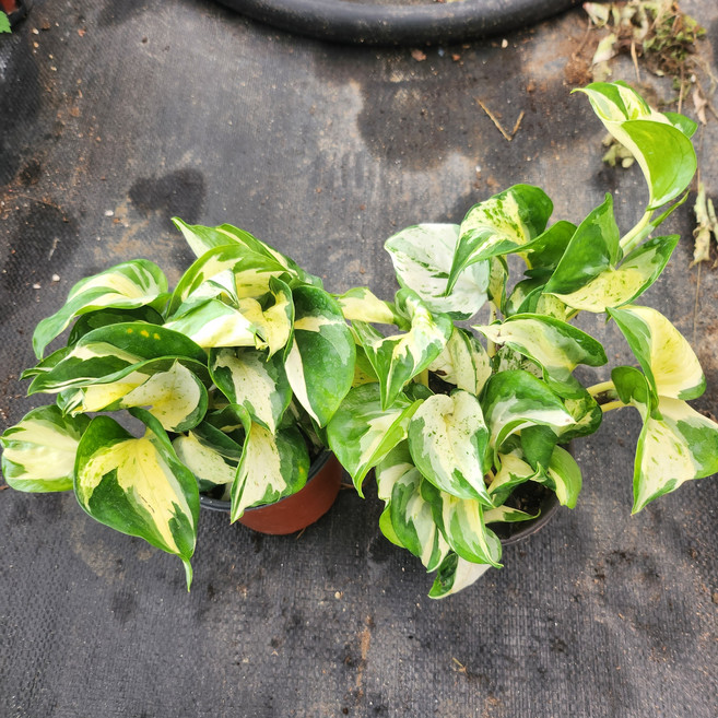 스킨답서스 오레우스 만줄라 (소품) 1+1 물감을 칠해 놓은듯 한 잎 키우기 쉬운 늘어지는 식물