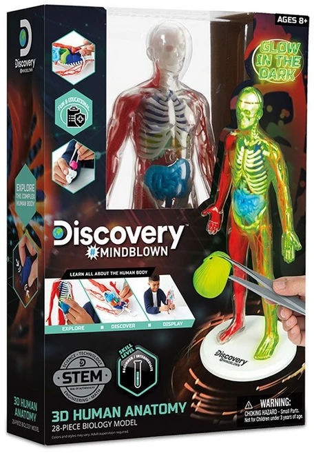 디스커버리 3D 야광 인체 해부 모형 키트, 1개 - 쿠팡